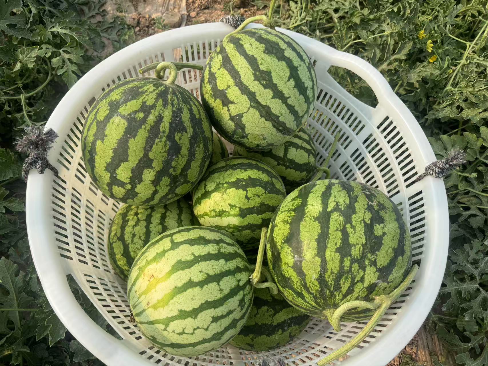 九点公开验证