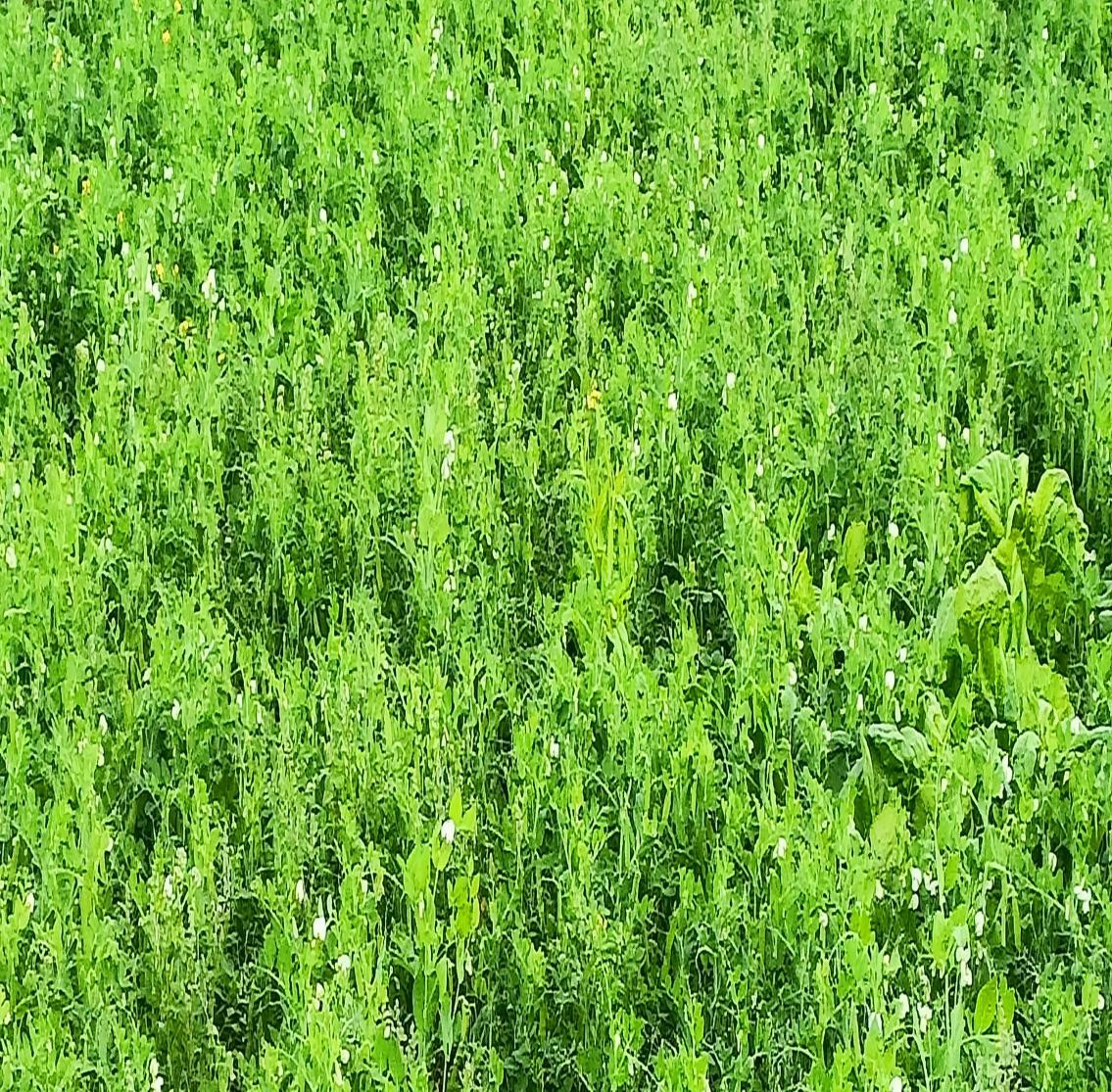 九点公开验证